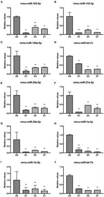 mmu-miR-145a-5p Accelerates Diabetic Wound Healing by Promoting Macrophage Polarization Toward the M2 Phenotype